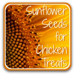 Sunflower seeds for chicken treats. Article link.