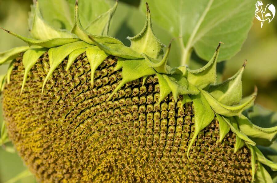 A ripe sunflower head ready for de-seeding.