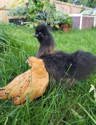 Together in the grass