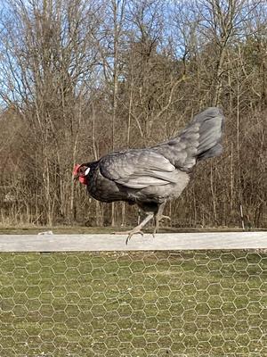Getting into my garden 