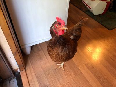 Ree Ree stepped inside once! (She didn't live in the house. eek)