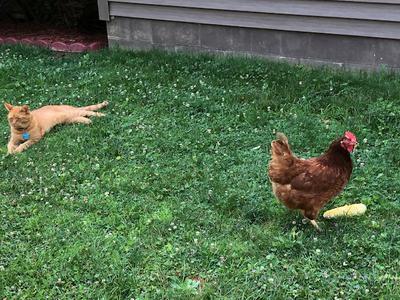 Ree enjoying a treat and hanging with the cat