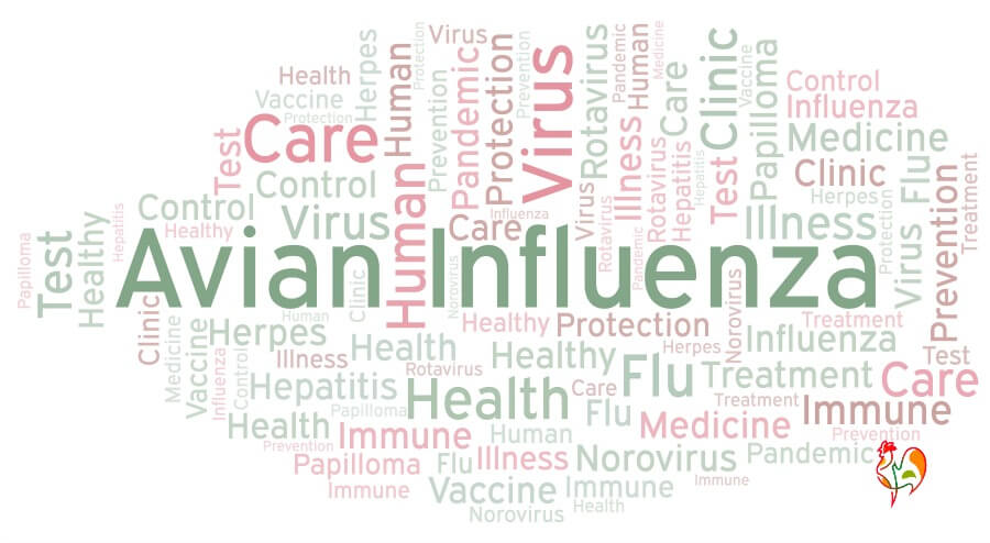 Some of the properties of avian influenza. Avian influenza - word cloud.