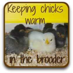 Temperature for baby chicks in the brooder - link.