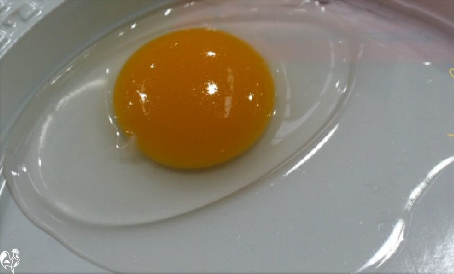 A fresh egg from a pastured chicken. The centre of a white of a fresh egg, standing proud of the rest.