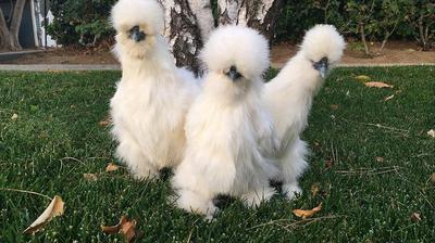 The Middle Child (middle) with her buddies