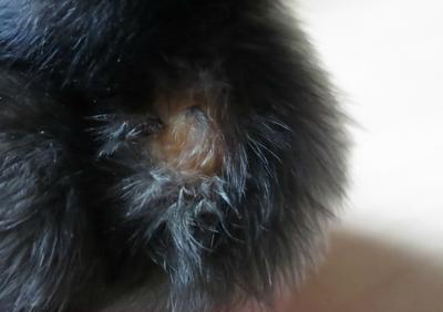 Bumpy's growth looked horrid but caused her no pain