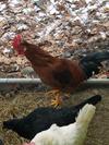 My Rooster friend