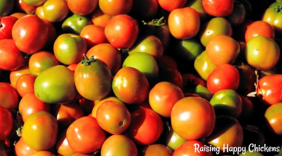 Tomatoes - crammed with lycopene! Tomatoes are a healthy treat for chickens - but is it true they can be poisonous? Find out, here.