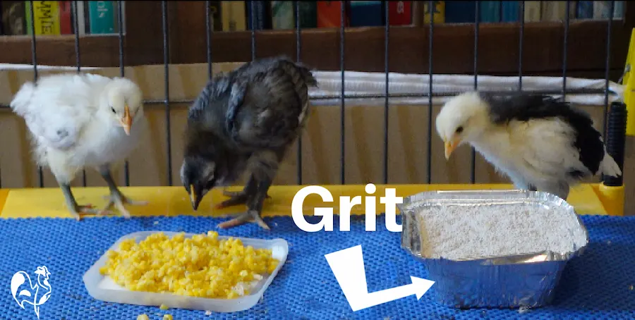 3 week old chicks eating sweetcorn with a bowl of grit nearby.