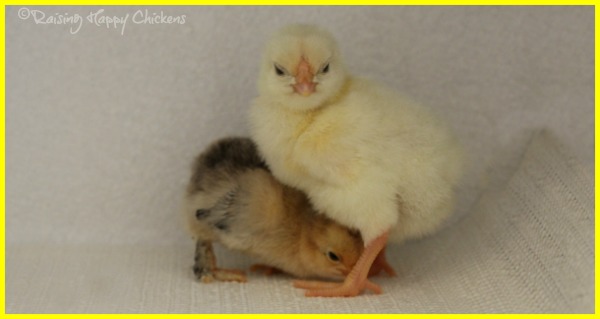 Two baby chicks post-hatch. Two chicks: a Light Sussex and a Lemon Millefleur Sablepoot.