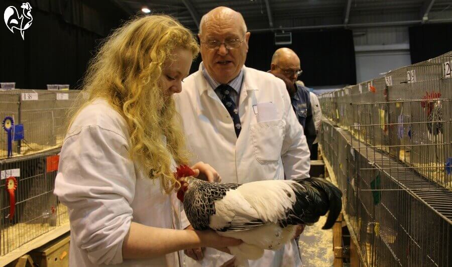 Judging in progress at the UK poultry show. Judging at the UK poultry show.