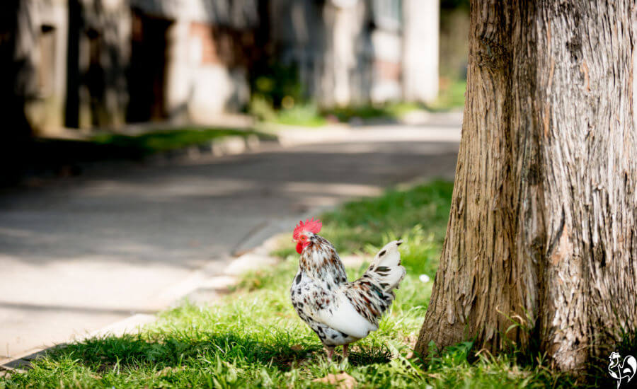 Not everyone wants chickens crossing their road! Chicken crossing a road in the suburbs.