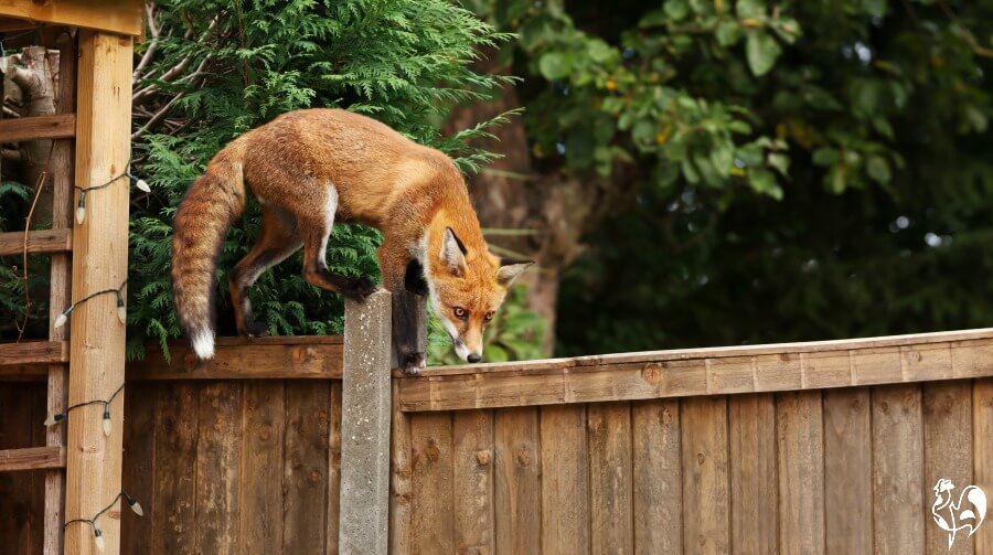 Red foxes how to manage the ultimate chicken predator.