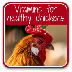 Thumbnail button link to article: vitamins and minerals for chickens.