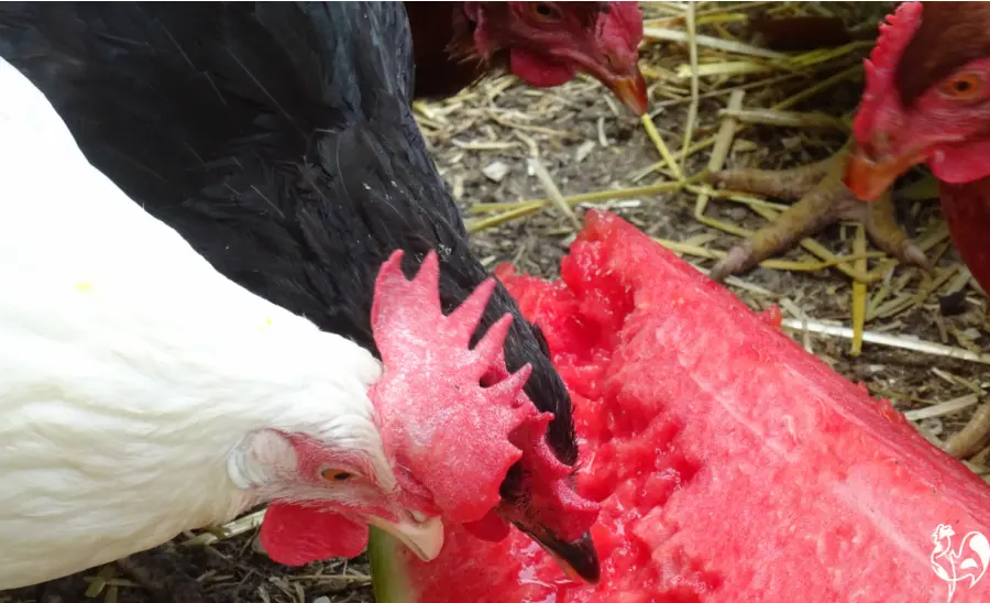 Always feed watermelon fresh to your flock. Two brown chickens look on as a black and a white chicken eat a slice of watermelon.