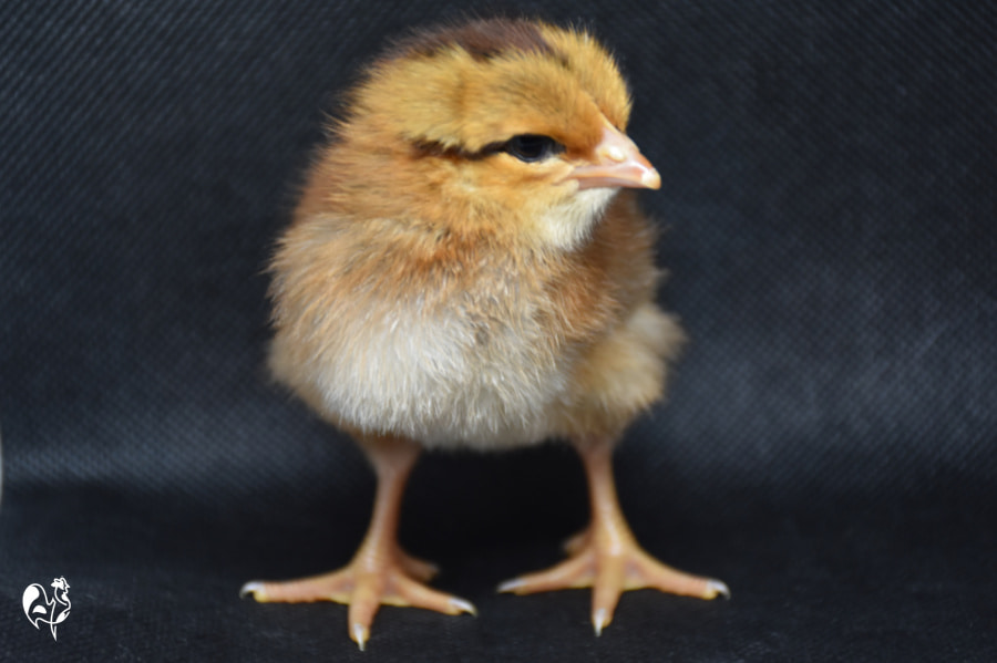 One of my Welsummer chicks at 2 days old, against a black background.