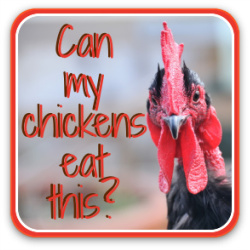 Thumbnail link: can my chicken eat...