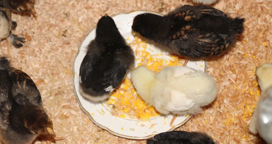 Three of my baby chicks eating chopped egg from a plate.