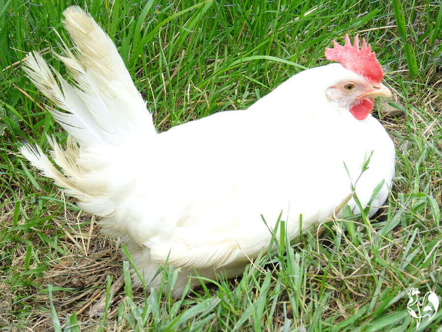 Een witte Livorno of Leghorn kip.