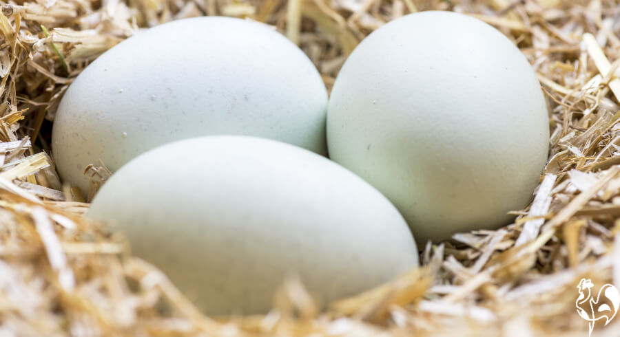 Drei hellblaue Eier von einer cremefarbenen Legbar-Henne.