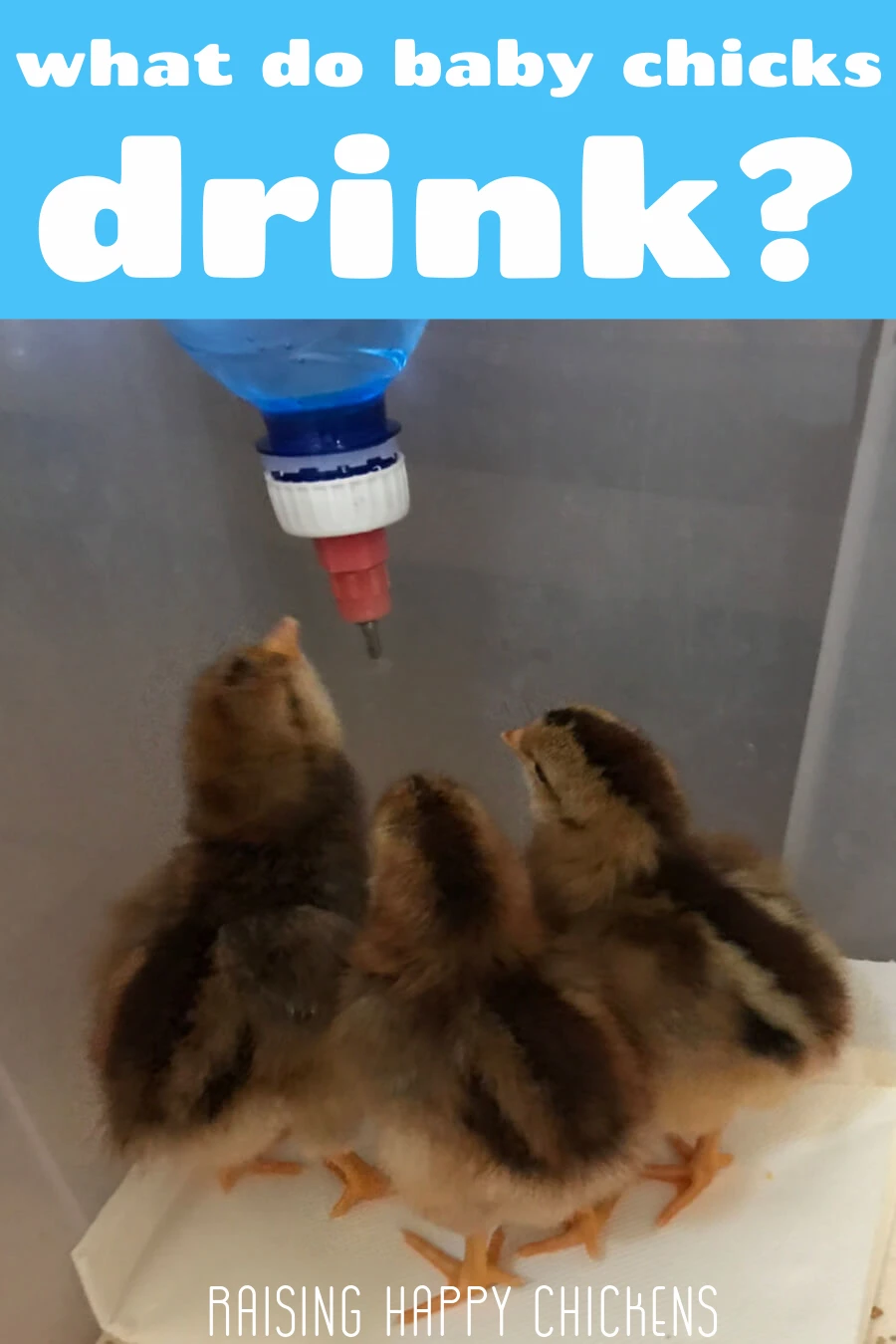Pin what do baby chicks drink