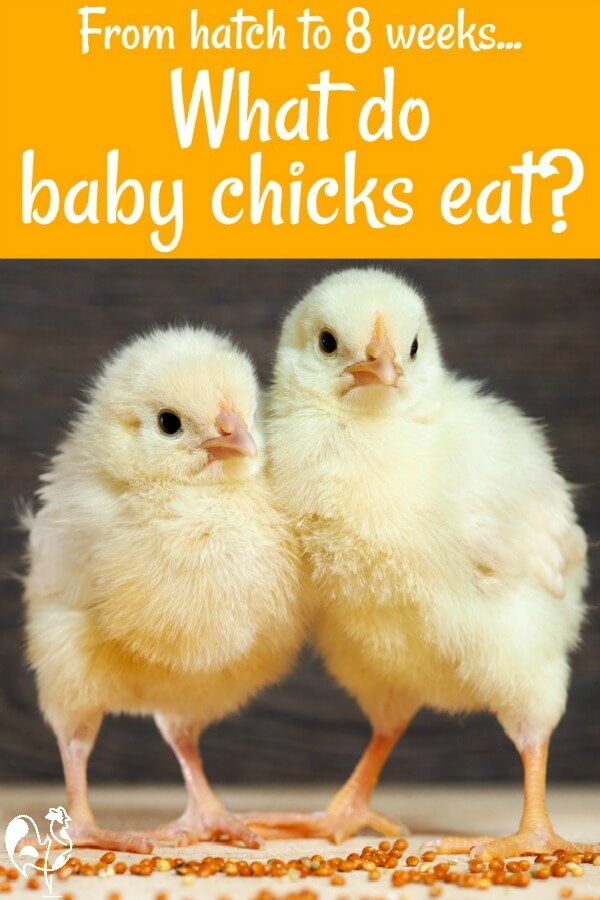 What do baby chicks eat?