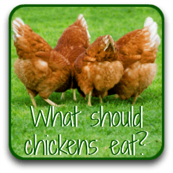 What to feed chickens, when - click here.