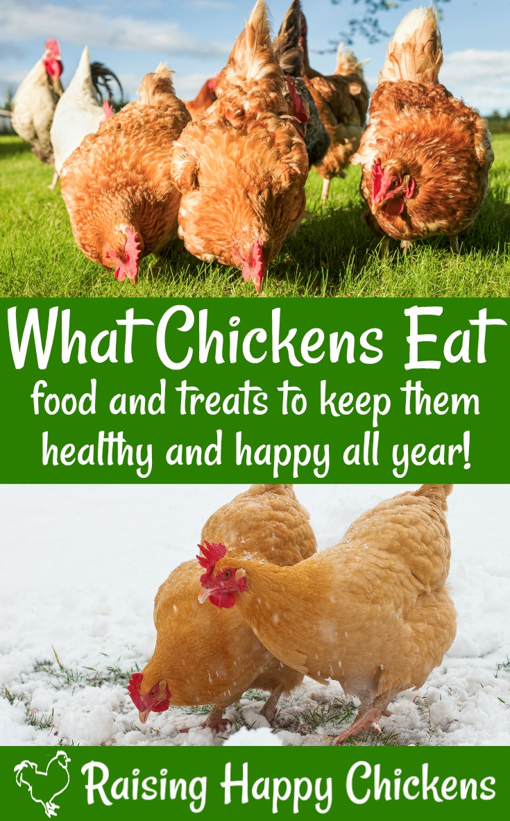 Chicken nutrition: what do backyard chickens eat?