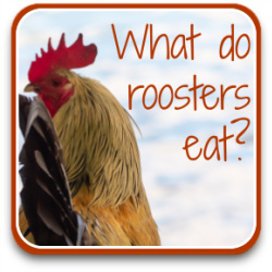 Thumbnail link: what do roosters eat?