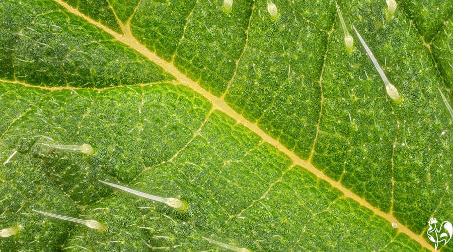 A nettle leaf under the microscope. A microscopic view of the stings on a nettle leaf.