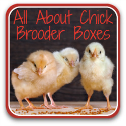 Button link to article: what is a chicken brooder?