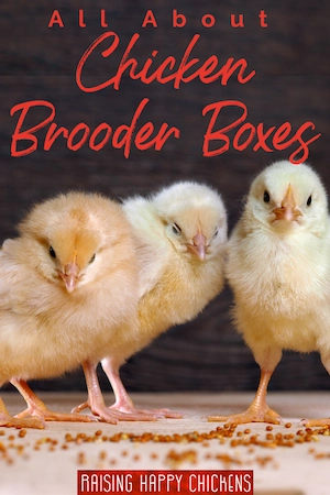 All about chicken brooder boxes: general information. Pin for later.