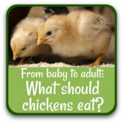 What should chickens eat? Link.