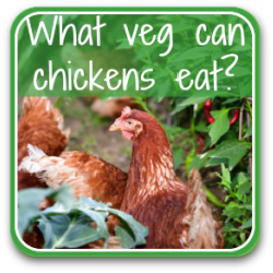 What veg can chickens eat? Thumbnail link to article.