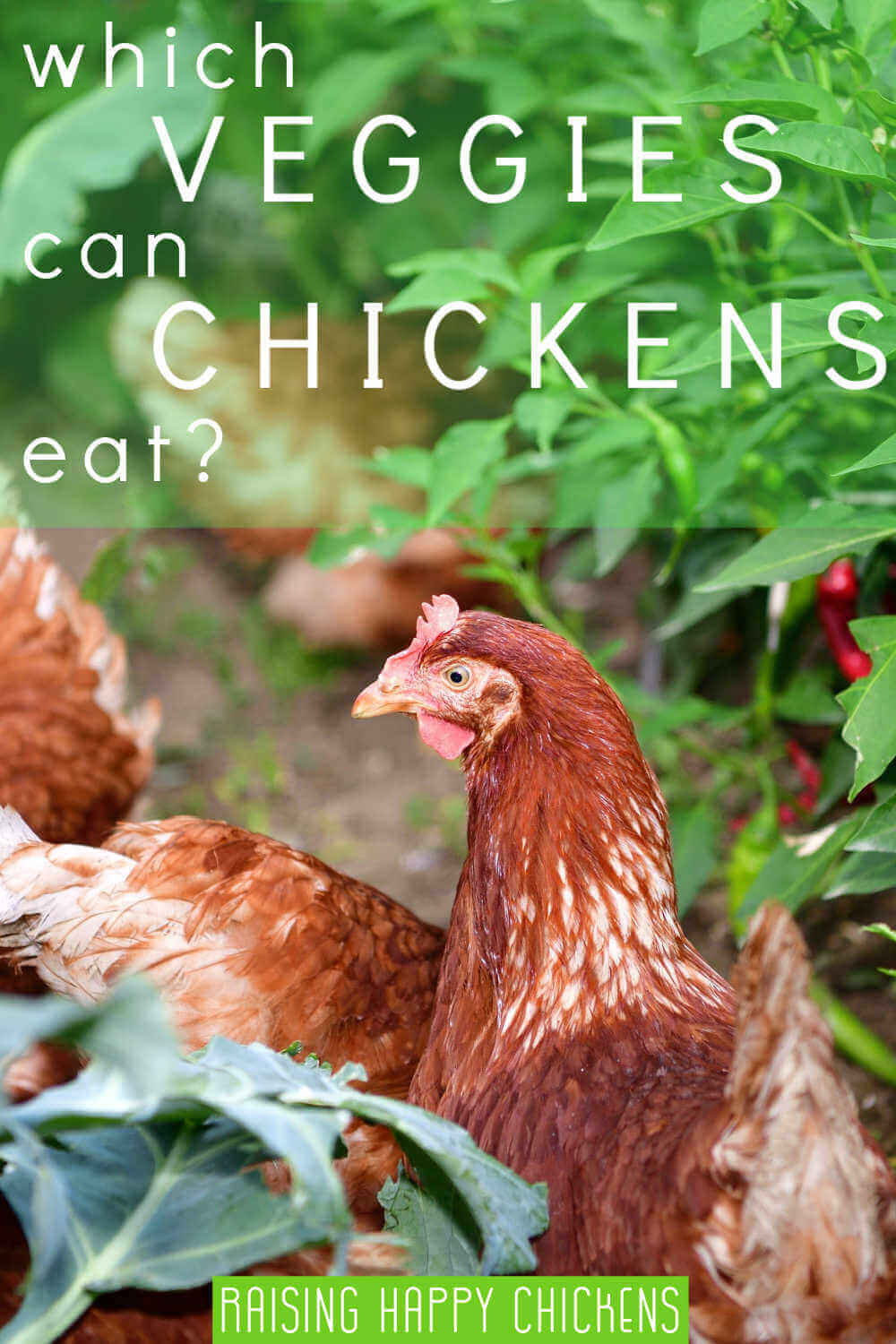 What vegetables can chickens eat?