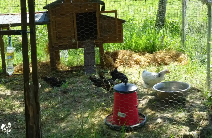 A small wooden coop is inexpensive and keeps new chickens safe. My wooden coop within a chicken wire run placed inside my large run. Chickens are eating inside.