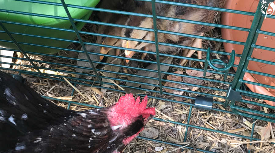 A chick kept safe in her run is visited by a Speckled Sussex hen.