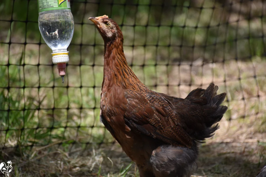 One of my Welsummer teenagers in the temporary run. One of my Welsummer chicks with water in the temporary chicken fencing.