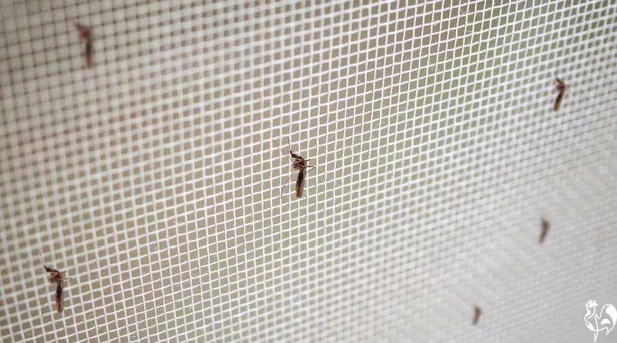 How to keep mosquitoes away from your chickens.