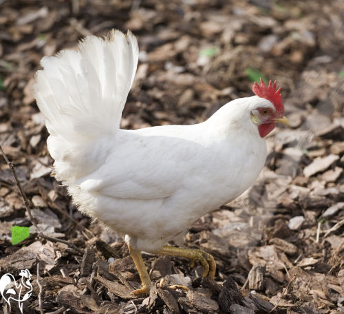Wood chips can make a good bedding in the run. A white hen walking on a bedding of wood chips.