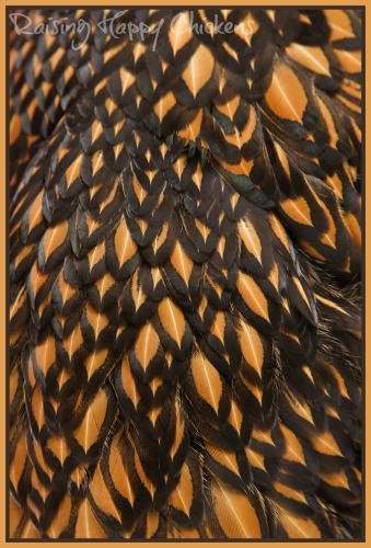 Stunning Wyandotte golden laced feathers. Wyandotte golden laced feathers.