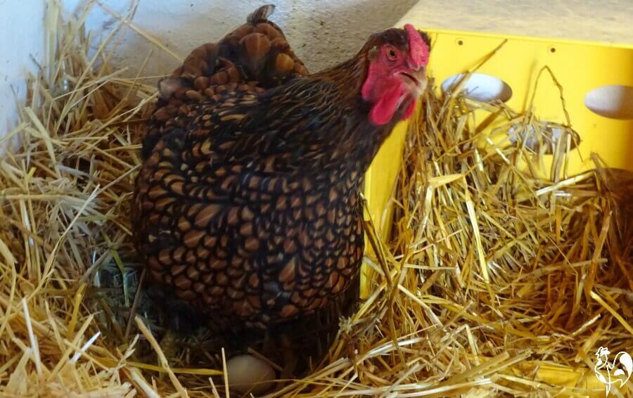 Sophia Lor-hen just laid an egg! A Golden Laced Wyandotte hen sitting on an egg.