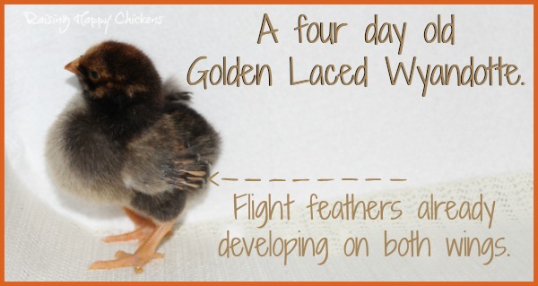 Wing feathers on my four day old chick. A four day old Golden Wyandotte chick, showing the tiny wing feather growth at day 4 post-hatch.