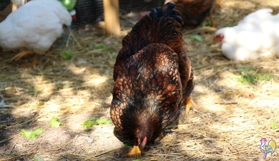 Die goldene Wyandotte-Henne auf der linken Seite wurde Opfer des plötzlichen Hühnertodes. Hier untersuchen wir, was es ist, warum es passiert und was, wenn überhaupt, Sie tun können, um es zu verhindern.