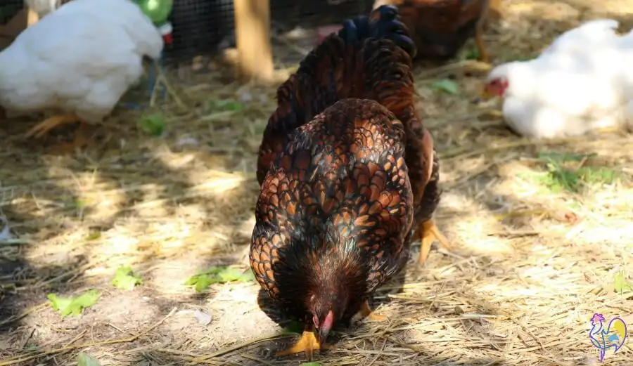 Sophie Lor-hen: a victim of sudden chicken death.