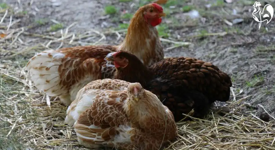 Sophia Lor-hen and two friends share a dust-bath.