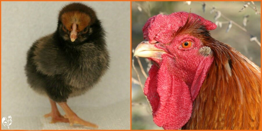 Sparty as a one day old Wyandotte chick and as a two year old rooster. A one day old Wyandotte chick and the same chick as a two year old rooster.