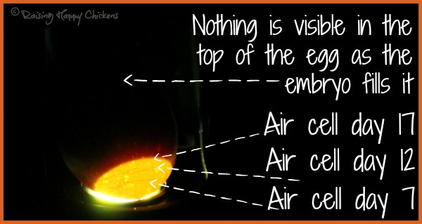 day 17 of incubation the inside story of the chicken egg chicken egg candling chart