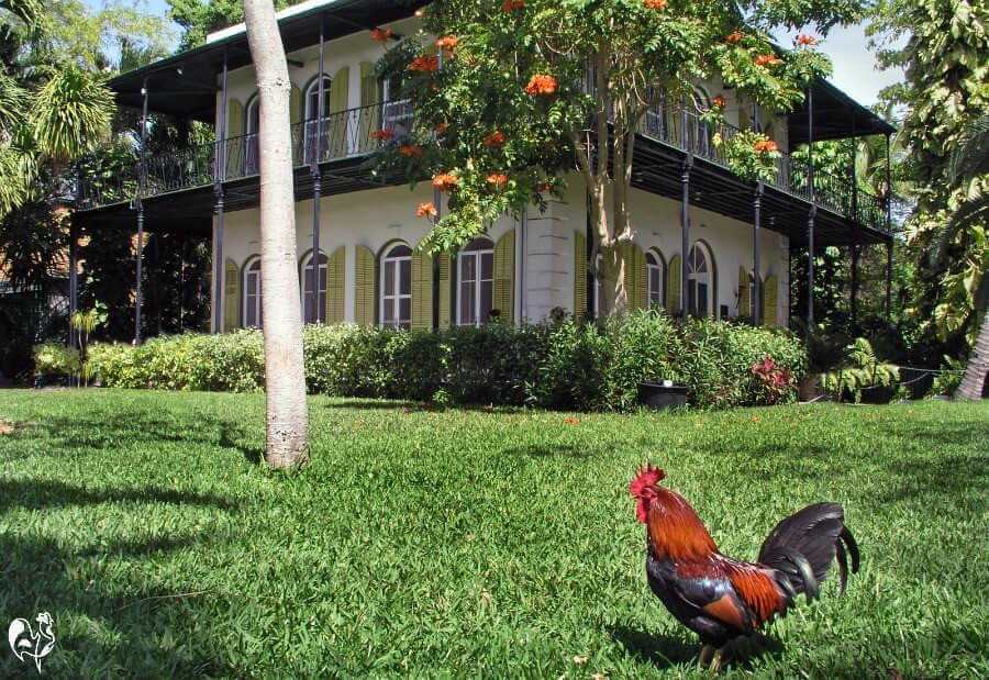 Caring for chickens ten questions to ask yourself before you buy.